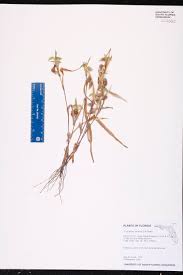 Image result for Commelina aspera