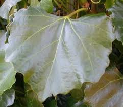 Image result for Rhoicissus tomentosa