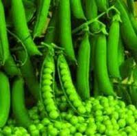 Image result for Pisum