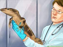 How To Take Care Of A Five Lined Skink With Pictures Wikihow
