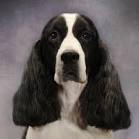 English Springer Spaniel Dogs and Puppies for sale in the ...