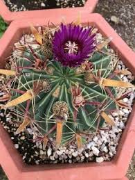 I hope you like it. 900 Succulent Containers Ideas Cacti And Succulents Planting Succulents Succulents