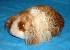 Baby Long Haired Guinea Pig