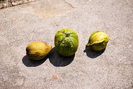 Hickory tree pictures category contains many pictures of hickory trees and facts on the hickory tree species, we have many hickory tree pictures. Exploring Birds Birds Attracted To Hickory