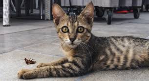 Meat is a great source of protein for your cat. Can Cats Eat Centipedes Planet Feline