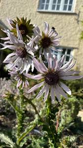 Image result for Berkheya