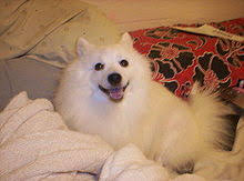 Japanese Spitz Wikipedia