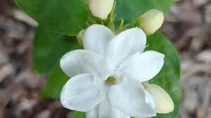 Maybe you would like to learn more about one of these? Pikake A Wonderful Addition To A Hawaiian Garden West Hawaii Today