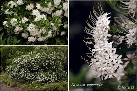 Image result for Pavetta