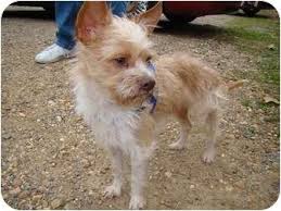Wire Haired Terrier Mix Google Search Puppies And Kitties Chihuahua Terrier Chihuahua Dogs
