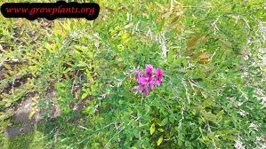 Click here to find out more. Lespedeza Thunbergii How To Grow Care