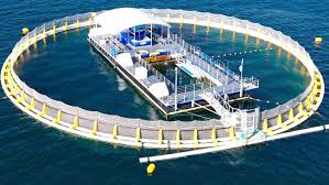 Explore port lincoln holidays and discover the best time and places to visit. Swim With Tuna At Port Lincoln In South Australia The Courier Mail