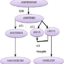 Flow Chart Of Renin Angiotensin System Download Scientific