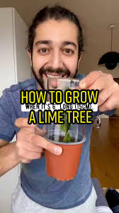 How to grow a lime tree in your house! 🤩🌱 #limes #howto #lifehacks