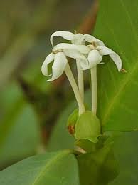 Image result for Ixora hartiana