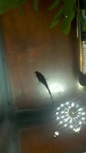 If your fish is fat it most likely looks fat in the stomach/breast area. Scales Tails Wings And Things I Ve Heard Some Mention Of Bettas Being