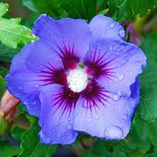 Check spelling or type a new query. Hibiscus Syriacus Blue Bird Oiseau Bleu Tropical Exotic Plants Garden Plants