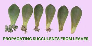 We encourage you to experiment with multiple leaves and stem cuttings to find out the right amount of light and water that works for your succulents and stimulates new growth. Propagating Succulents From Leaves Flowersandflowerthings