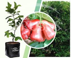 Rumah minimalis seperti apa sih yang bagus? Bibit Jambu Air Citra Toko Trubus Official