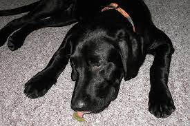 Search for instant quality results at helping.com. Is It Safe For My Dog To Eat Its Own Sick Vet Help Direct