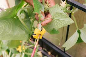 Image result for male flowers cucumber