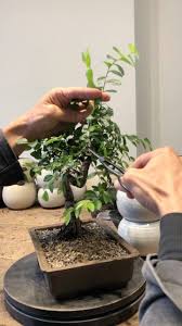 The training starts with your area of need and then. Dandy Farmer Bonsai Haircut A Quick Tutorial On