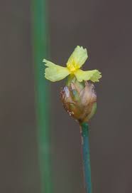 Image result for Xyris anceps