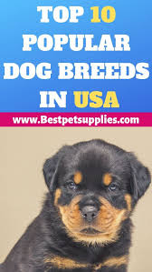 Best Pets Supplies Is Under Construction In 2020 Popular Dog Breeds Most Popular Dog Breeds Dog Breeds