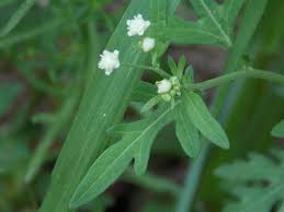 Image result for Parthenium