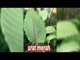 Satu adalah berwarna hijau dan satu lagi menpunyai urat daun berwarna merah yang boleh dilihat jelas belakang daun spesies berwarna belang merah ini dikatakan lebih berkhasiat dan mujarab. 10 Jenis Daun Ketum Kratom Youtube