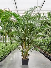 Image result for Dypsis lutescens