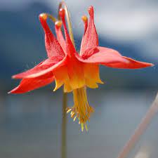 Arizona Columbine Aquilegia Desertorum High Country Gardens