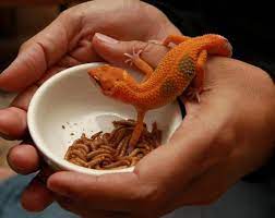 This was demonstrated all too clearly during the gamestop fiasco of early 2021; 5 Best Pet Lizards For Beginners Are Lizards Good Pets