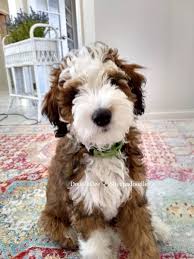 Maybe you would like to learn more about one of these? Mini Red Sable Phantom Sheepadoodle Sheepadoodle Puppy Really Cute Puppies Sheepadoodle