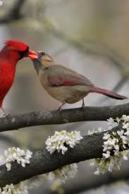 Birds That Look Like Cardinals But Aren T Fight Inside Me Beautiful Birds Backyard Birds Pet Birds