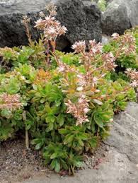 Aeonium Decorum Green Pinwheel World Of Succulents Blooming Succulents Succulents Planting Succulents