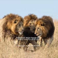 Attitude Like A Lion Follow My Page For Daily Motivational Quotes Facebook