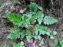 Image result for Tectaria fernandensis