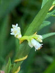 Image result for Volusia resupinata