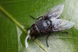 Bluebottle Fly 2 By Lord V Via Flickr Insects Animals Online Photo