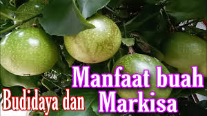Jawabannya adalah ya, anda dapat mengkonsumsi biji buah markisa yang memiliki kebaikan buah serta zat gizi yang baik bagi tubuh anda. 15 Manfaat Buah Markisa Youtube