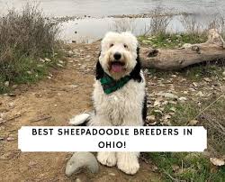 We have 1 or 2 spots available. 6 Best Sheepadoodle Breeders In Ohio 2021 We Love Doodles