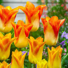 Tulpe Moonblush Von Gartner Potschke Tulpen Schone Blumen Blumen Anbauen