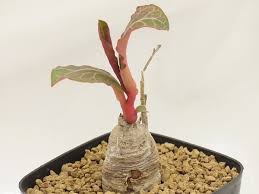 Image result for Monadenium pseudoracemosum