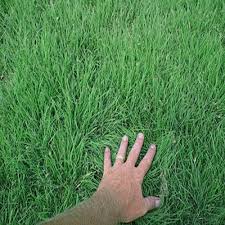 Lightly brush your new lawn on a regular basis (once a week or every other week) to remove any leaves or twigs — but remember to go gently, as if you use too much force you. Buffalo Grass Seed Supreme Buffalo Grass Seed Blend