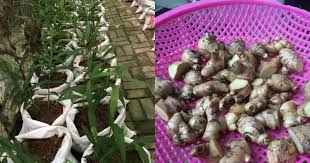 Nama saintifik ialah zingiber officinale var rubrum. Ini Cara Mudah Biak Halia Dari Halia Yang Terdapat Dalam Peti Ais Guna Guni Sahaja Impiana