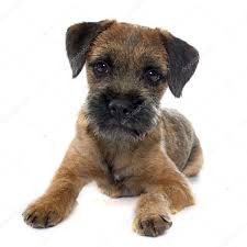 Maybe you would like to learn more about one of these? Chiot Border Terrier Images Libres De Droit Photos De Chiot Border Terrier Depositphotos