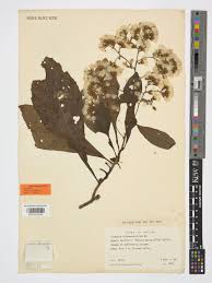 Image result for Monosis conferta