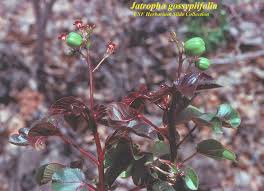 Image result for Jatropha gossypiifolia