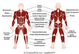 For example, the biceps muscle, in the front of the upper arm, is a flexor, and the triceps, at the back of the upper arm, is an extensor. Muscles German Names Chart Muscular Male Body Muscle Chart With German Description Of The Most Important Muscles Of The Canstock